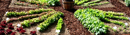 Fresh Vegetables, Herbs, & Seeds from Your Garden